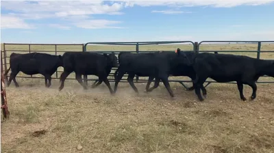 cattle listing photo