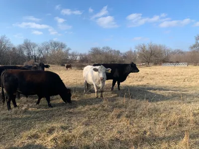 cattle listing photo