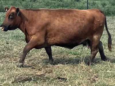 cattle listing photo
