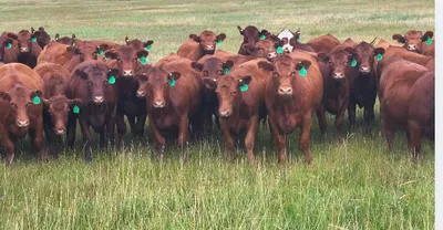 cattle listing photo