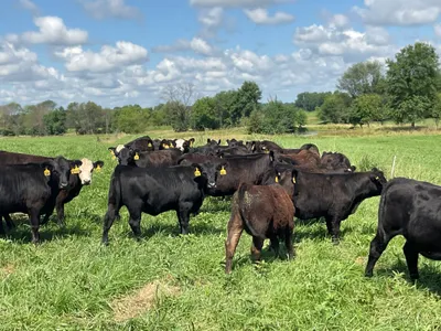 cattle listing photo
