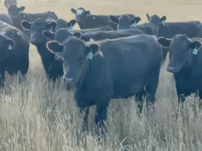 cattle listing photo