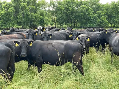 cattle listing photo