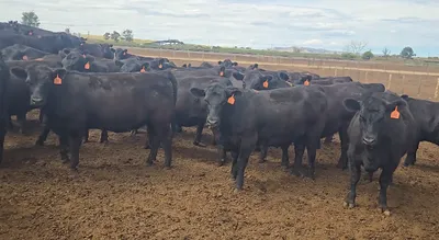 cattle listing photo
