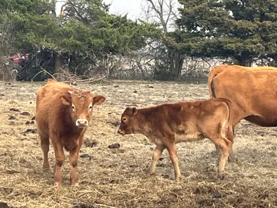 cattle listing photo