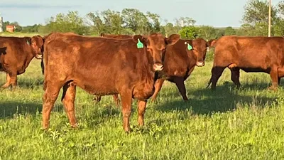 cattle listing photo