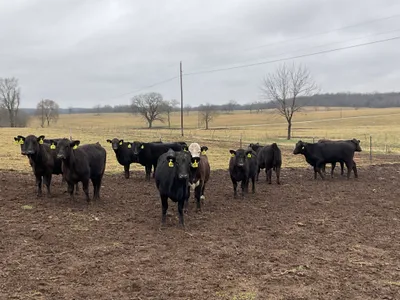 cattle listing photo