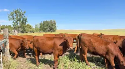 cattle listing photo