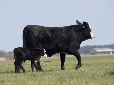 cattle listing photo