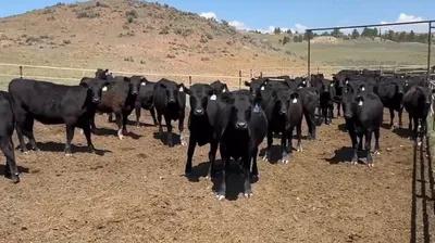 cattle listing photo