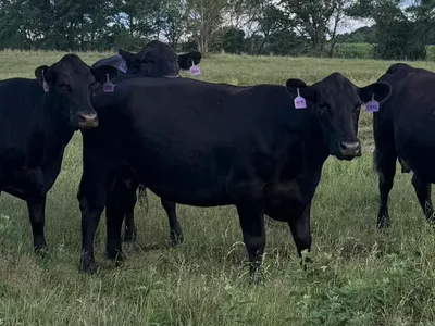 cattle listing photo