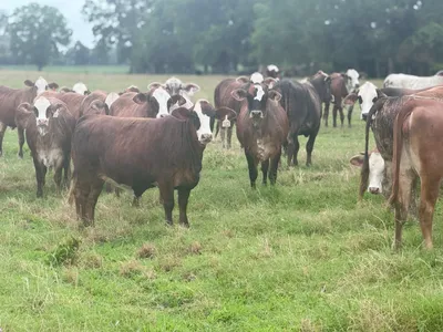 cattle listing photo