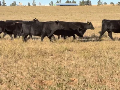 cattle listing photo