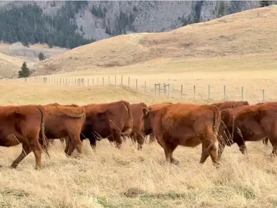 cattle listing photo