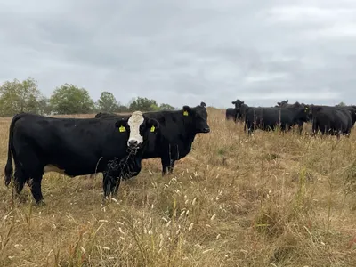 cattle listing photo