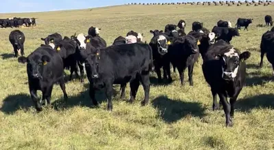cattle listing photo