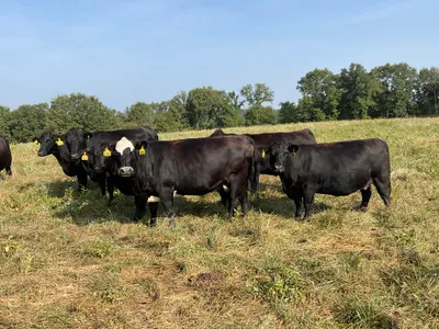 cattle listing photo
