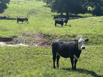 cattle listing photo