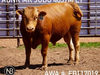 cattle listing photo