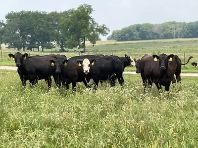 cattle listing photo