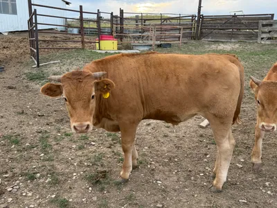 cattle listing photo