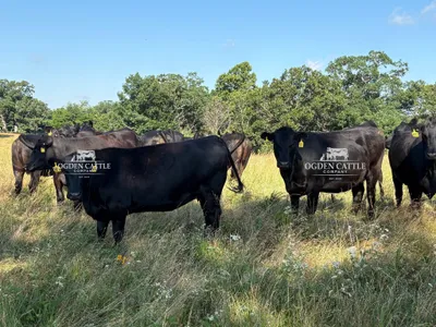 cattle listing photo