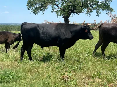 cattle listing photo