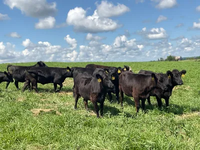 cattle listing photo
