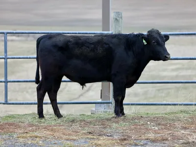 cattle listing photo
