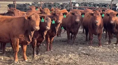 cattle listing photo