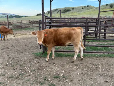 cattle listing photo