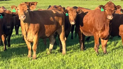cattle listing photo