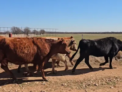 cattle listing photo