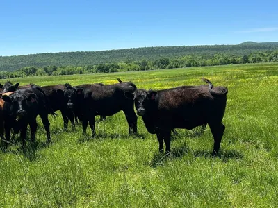 cattle listing photo