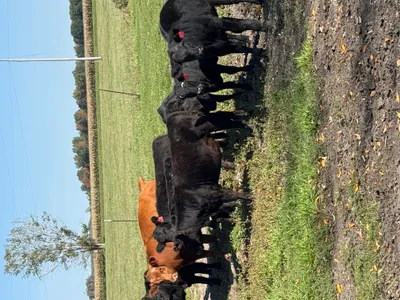 cattle listing photo