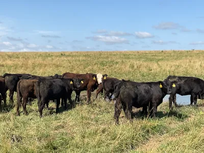 cattle listing photo