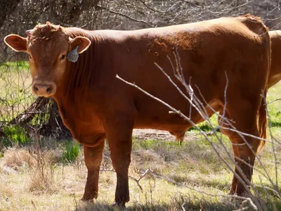cattle listing photo