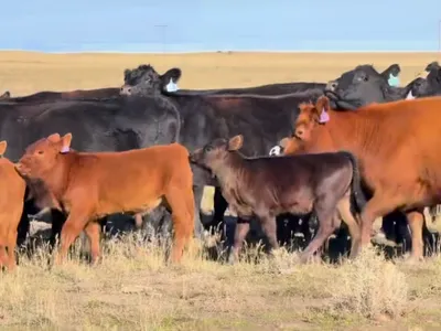 cattle listing photo