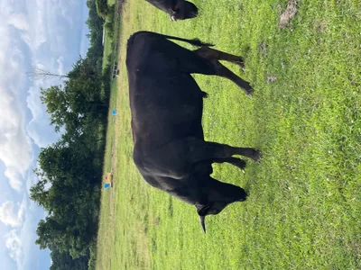 cattle listing photo