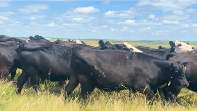 cattle listing photo