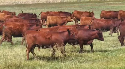 cattle listing photo