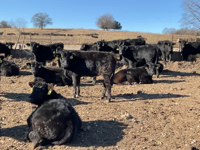 cattle listing photo