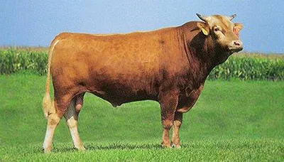 cattle listing photo