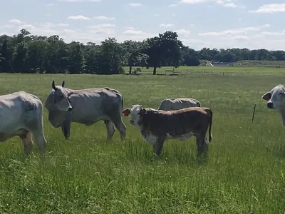 cattle listing photo