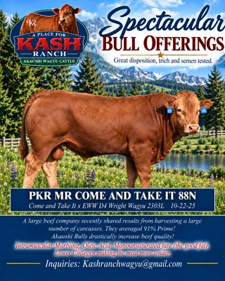 cattle listing photo