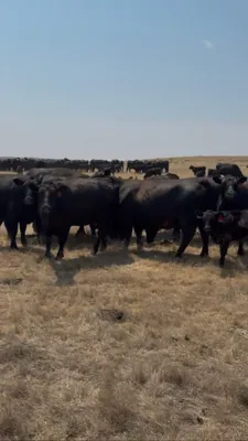 cattle listing photo