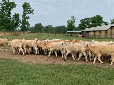 cattle listing photo