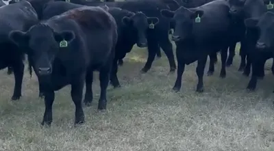 cattle listing photo