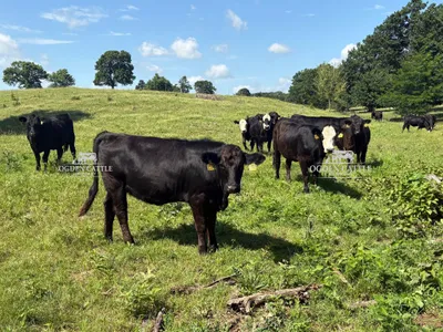 cattle listing photo