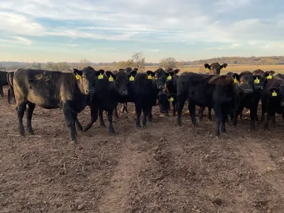 cattle listing photo